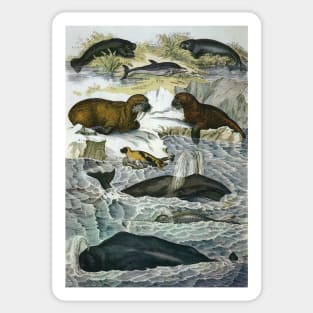 Vintage Whales and Walruses Sticker